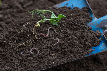 Earthworms and green pea sprout in the soil on blue color shovel in agricultural field background,...