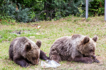 Young wild bears by the road in Romania