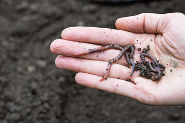 Earthworms on woman palm in agricultural field background, sustainable agriculture and gardening concept 