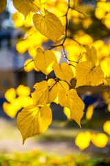 bright yellow linden leaves shine through the autumn sun