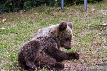 Obraz premium Junger Bär