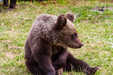 Fototapeta premium Young wild bears by the road in Romania