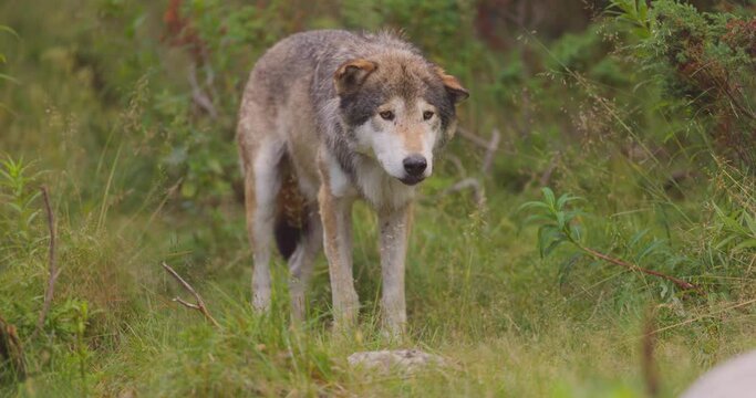 Adult grey wolf standing still in the grass at the forest floor