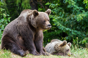 Obraz premium Wild she-bear on a street in Romania