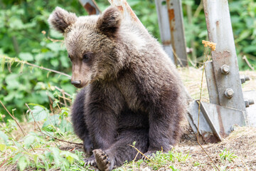 Junger Bär © Gerhard