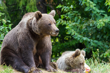 She-bear with cubs