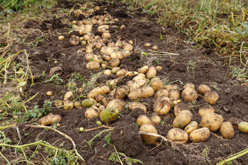 Fresh raw potatoes in the field. Harvesting potatoes in autumn.
