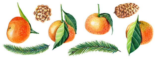 Watercolor Set of tangerines with leaves,green Christmas tree, pine cone.