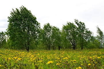 Obraz premium The edge of the forest with dandelions