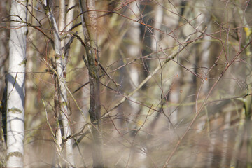 Wälder