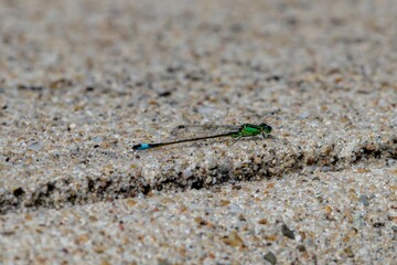 dragonfly on the stone