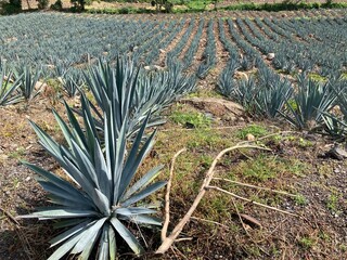 Paisajes de agaves mexicanos en Tequila, Jalisco, México