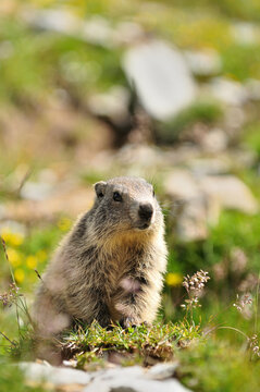 Marmottes