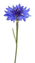 Blue cornflower (Cyanus segetum)