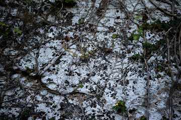 Shady rock and roots texture