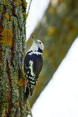Middle spotted woodpecker drumming (Dendrocoptes medius)	