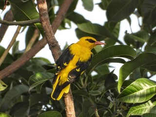 yellow and red .... Golden oriole