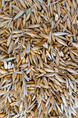 Oat seeds closeup texture
