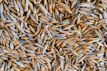 Top view of oat seeds closeup