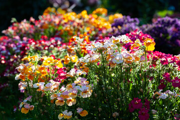 Nemesia flowers on a very bright multi-colored floral background. Colorful floral background. Colorful flower bed