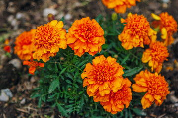 Beautiful bright orange tagetes or Marigold flowers, growing in the garden