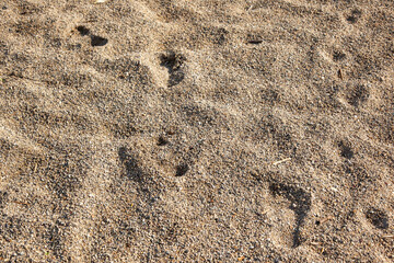 texture of coarse sand with traces. close-up