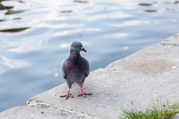 gray pigeon in the city, close up