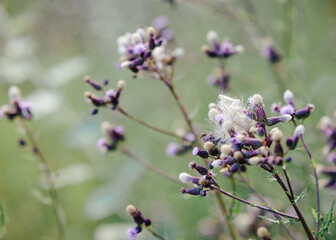Blütezeit im Frühling