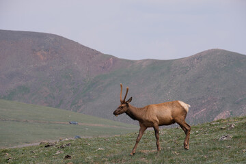 Male elks and their fuzzy antlers mid summer in the alpine basins of Rocky Mountain National Park
