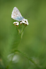 Schmetterling