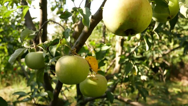 Ripening green apples on the branches of the bloni in the garden. Harvesting, organic fruits, vitamins