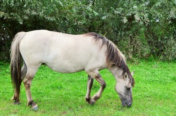Wildpferd  im Naturschutzgebiet