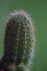 macro photo of a cactus on a bright background