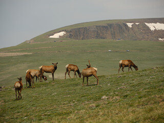 Naklejka na ściany i meble Male elks and their cows mid summer in the alpine basins of Rocky Mountain National Park