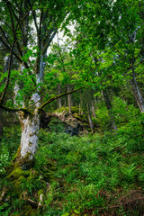 wooden bridge in the forest