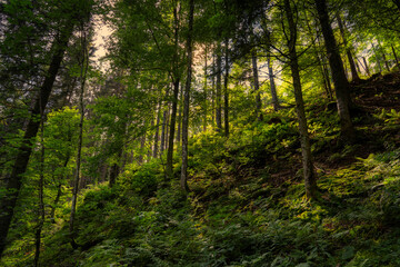 Obraz premium trees in the forest