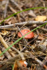 Mushroom in the forest. russula - obrazy, fototapety, plakaty