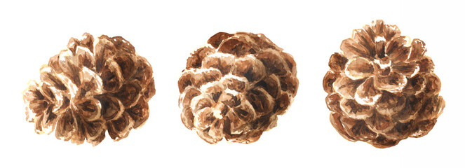 Fir cones set. Hand drawn watercolor illustration isolated on white background