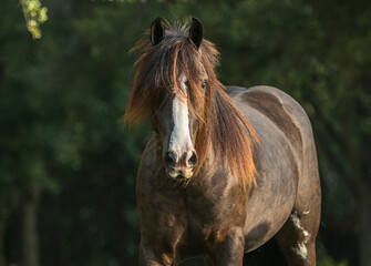 Obraz premium Gypsy horse with wild forelock.