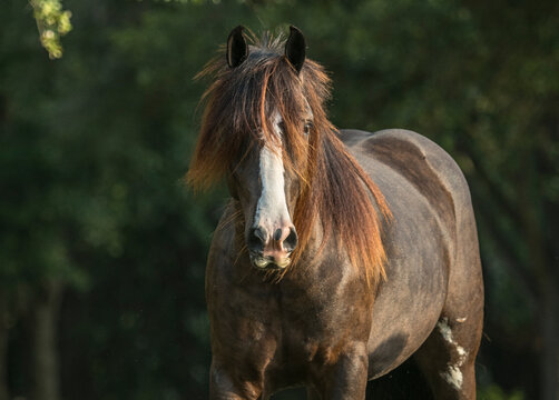 Gypsy horse with wild forelock.