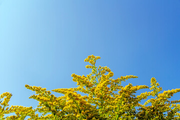 Giant goldenrod, golden rozga gigant (Solidago gigantea), is species of dicotyledonous flowering plants of Asteraceae family. Yellow blooming flowers against the blue sky. For seed packaging cover