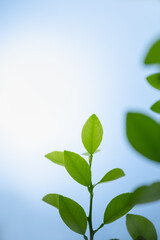 Beautiful nature view green leaf on blurred greenery and white and blue sky background with copy space using as background natural plants landscape, ecology wallpaper concept.
