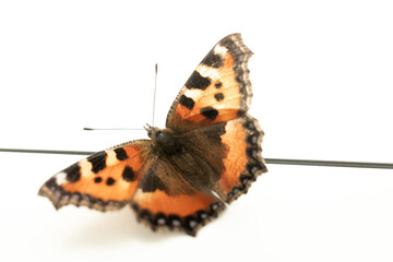 Close-up of an orange butterfly