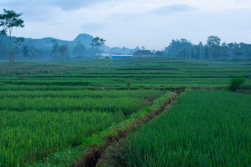 rice field with hills background.
