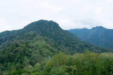 Fototapeta na wymiar plantation with a mountain background.