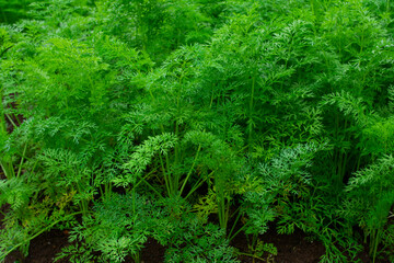 carrot plantation focused on fresh green leaves.