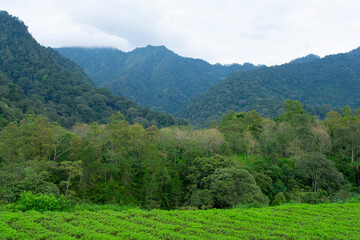 plantation with a mountain background.