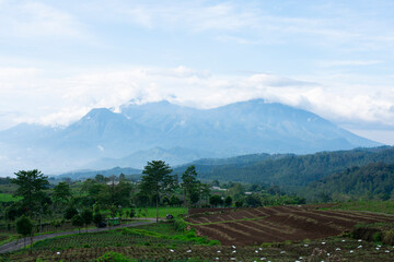 plantation with a mountain background.