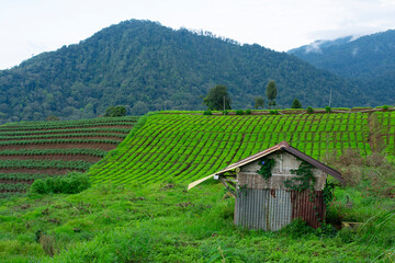 Fototapeta na wymiar an old hut on a plantation with a hill background.