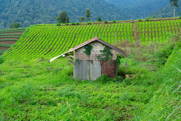 an old hut on a plantation with a hill background.